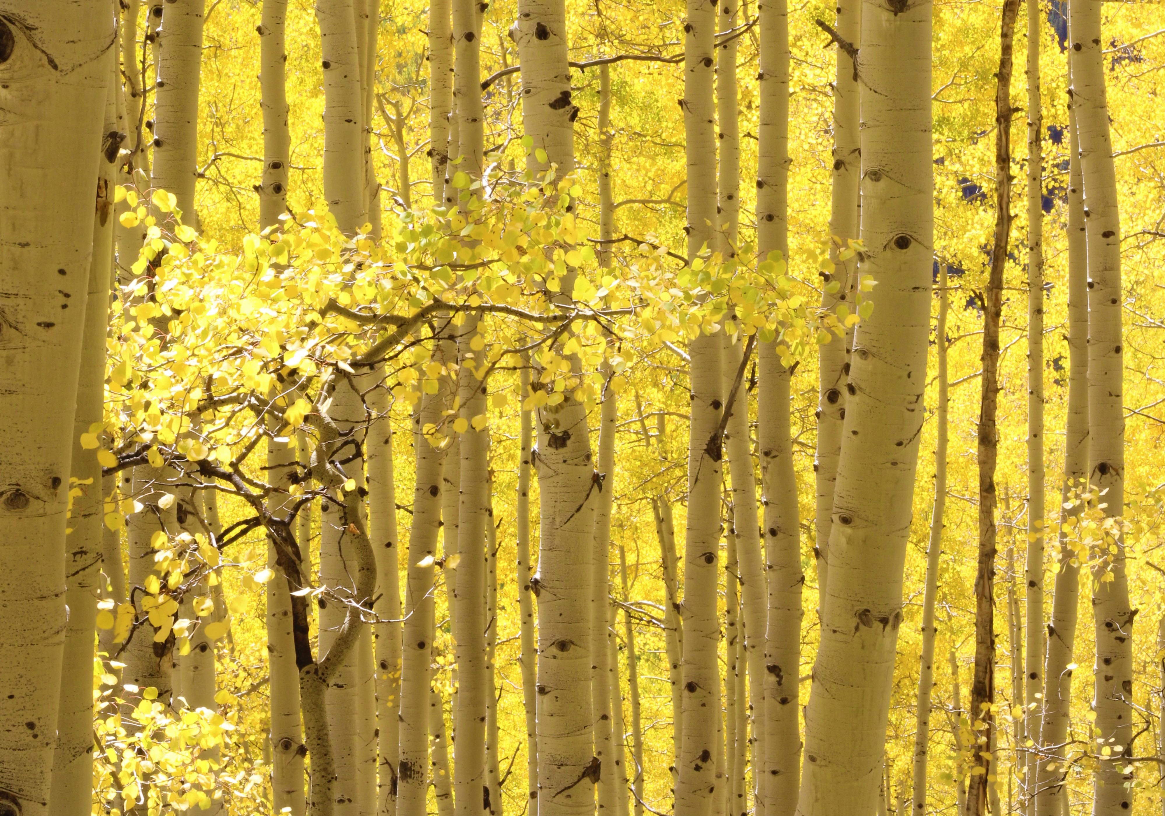 Aspen Trees
