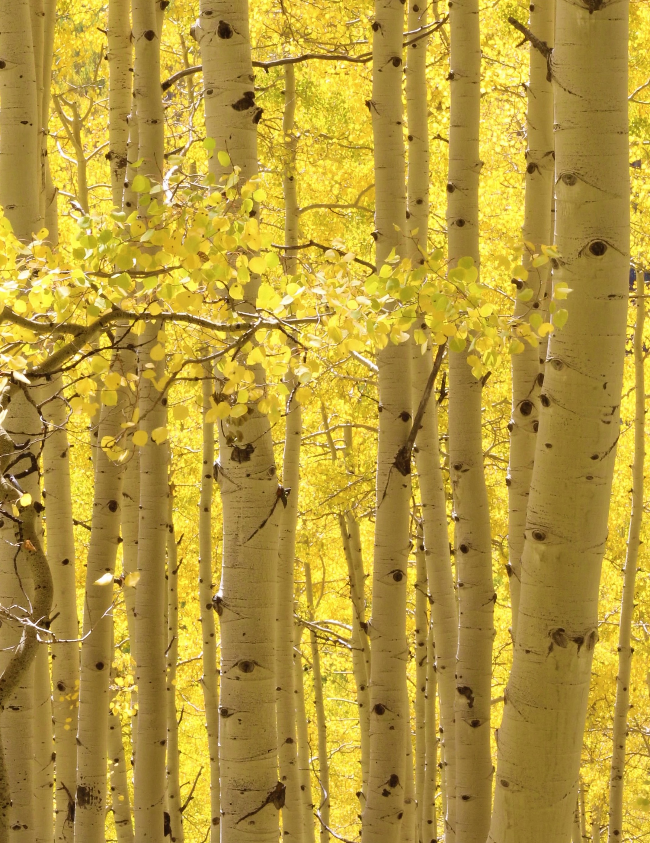 Aspen Trees