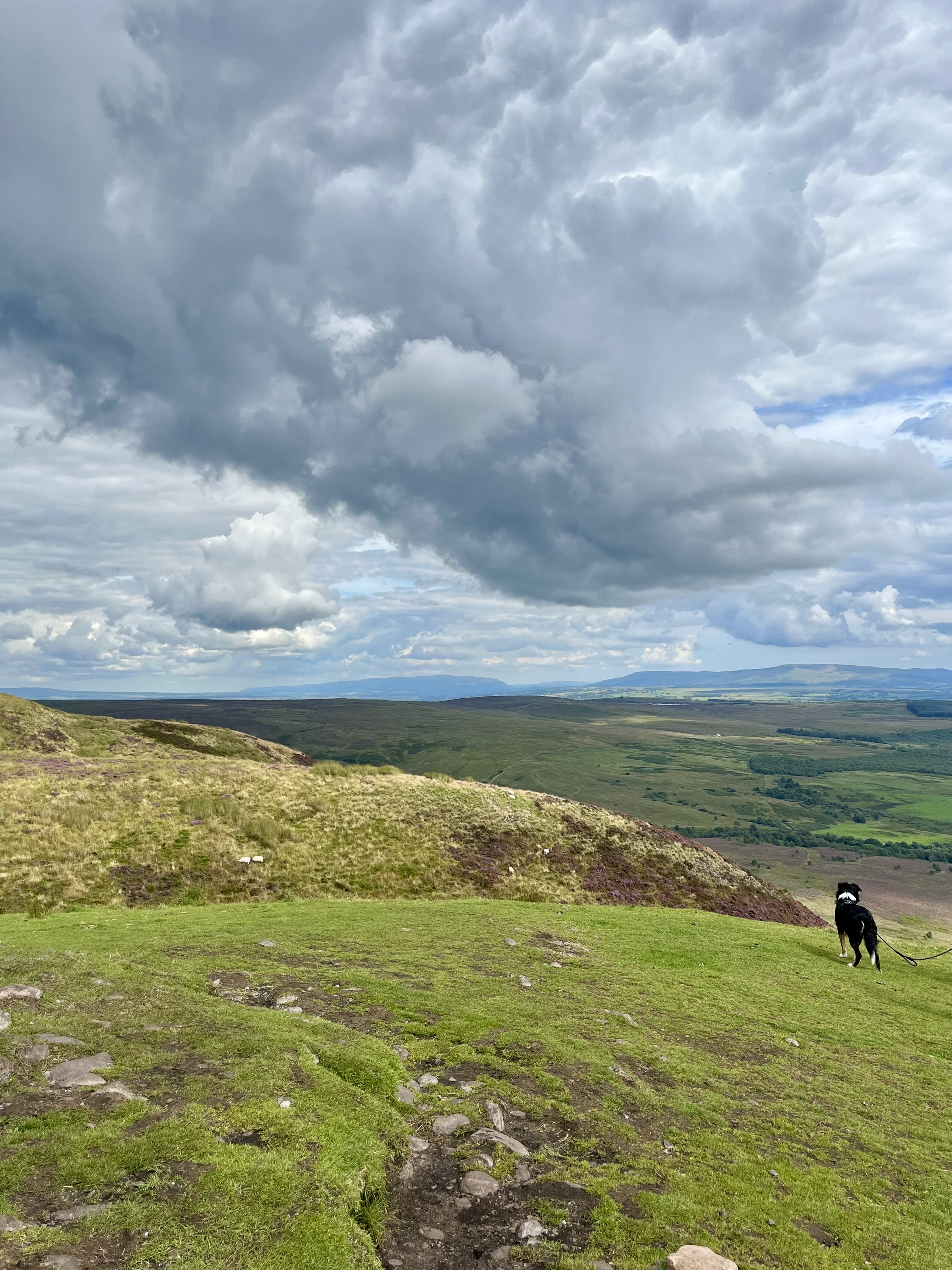 Scotland Dog