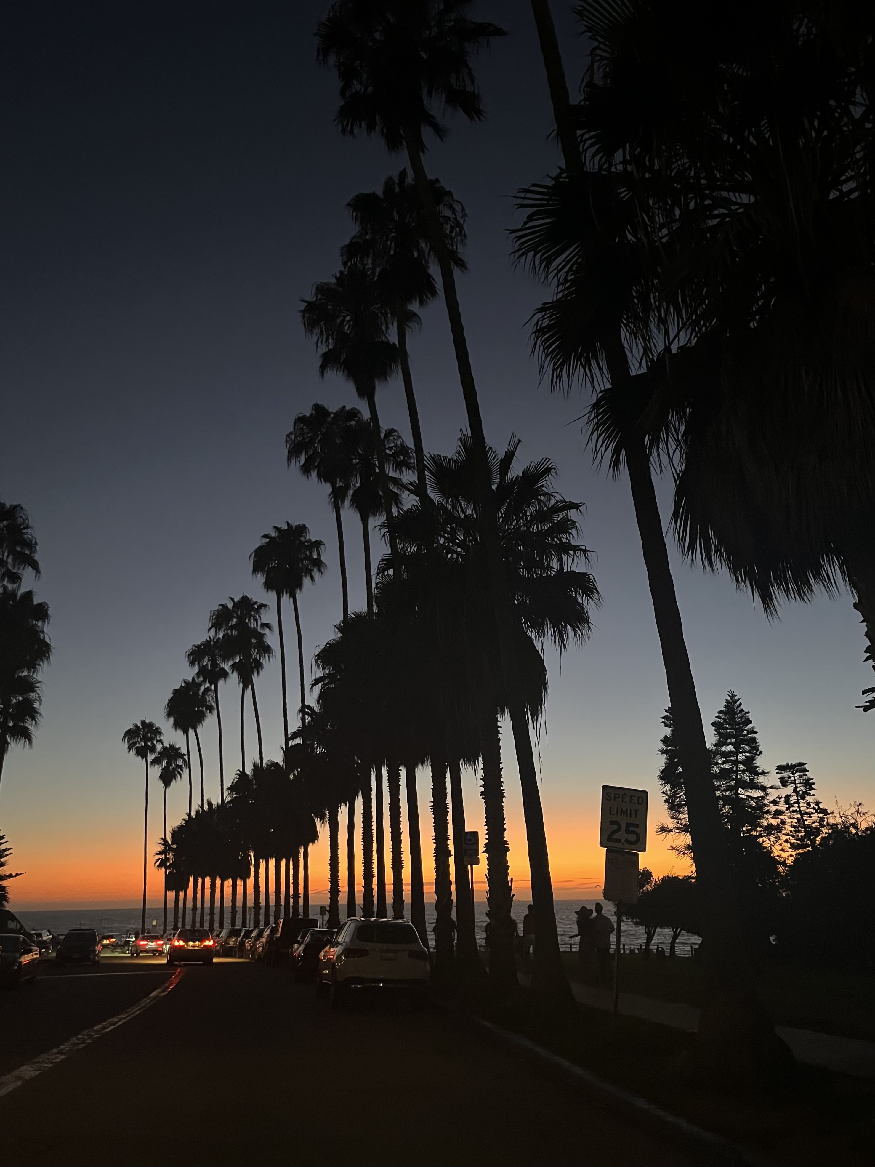 Palm Trees